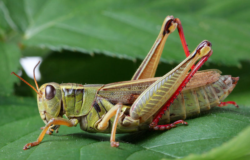what does grasshopper look like