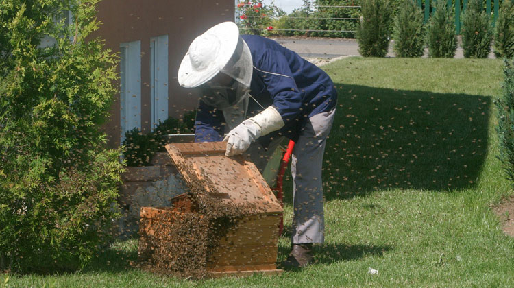 hire beekeeper