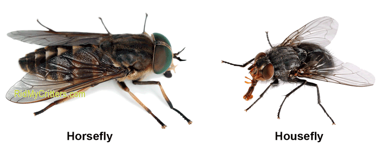 horsefly vs housefly