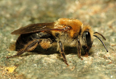 mining bee