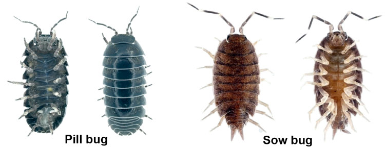 pill bug versus sow bug