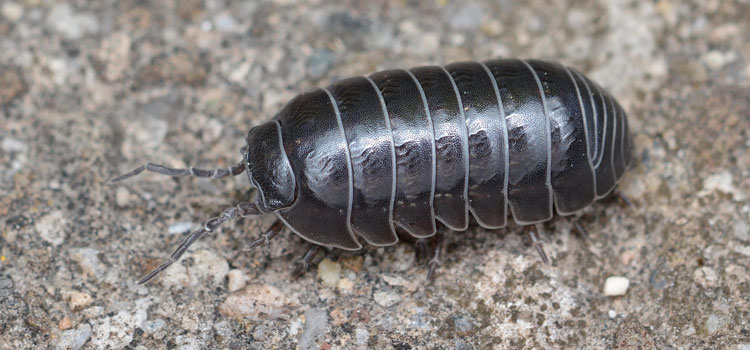 what does a pill bug look like