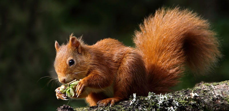 ground squirrel