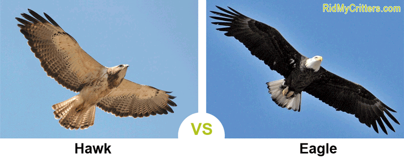 hawk vs eagle