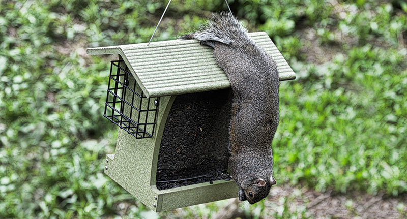 keep squirrel out of bird feeder