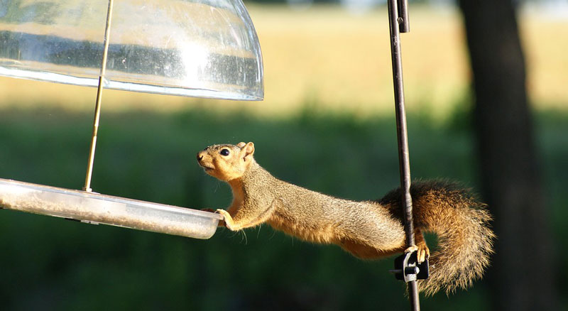 squirrel baffle