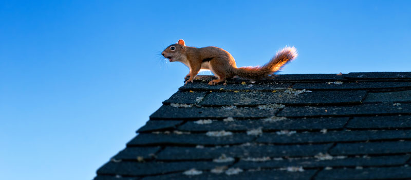 get rid of squirrel in attic