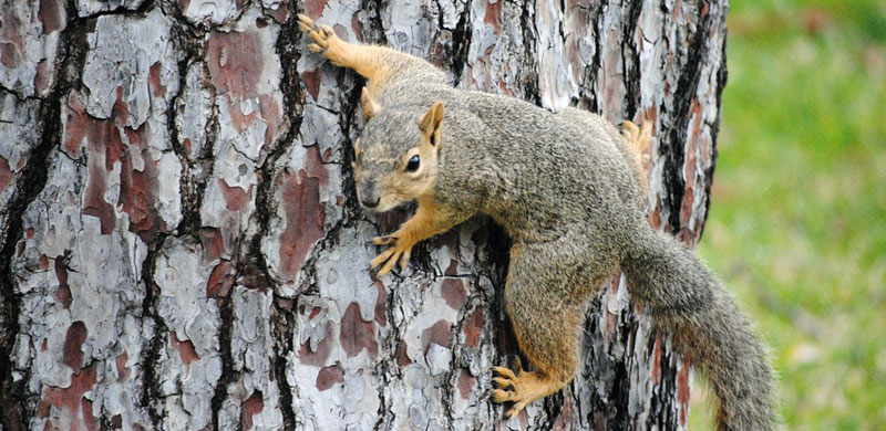 tree squirrel