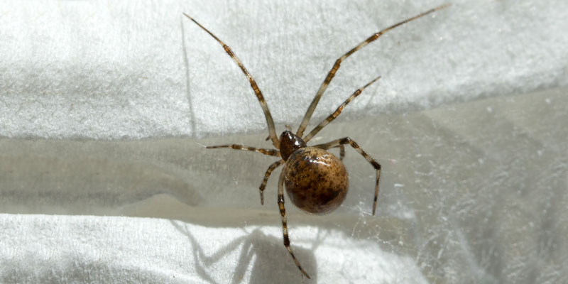 9 Most Common House Spiders: Harmless or Burn Down the House?
