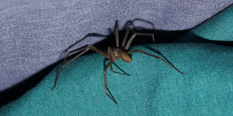 brown recluse