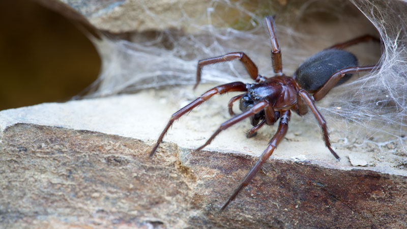 common house spiders