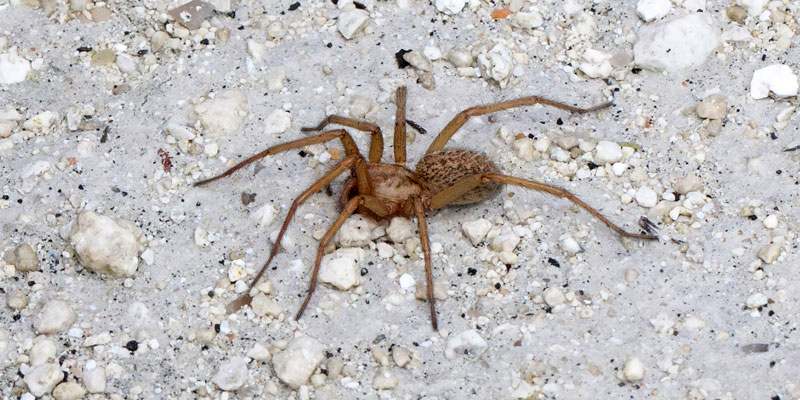 hobo spider