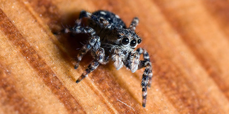 jumping spider