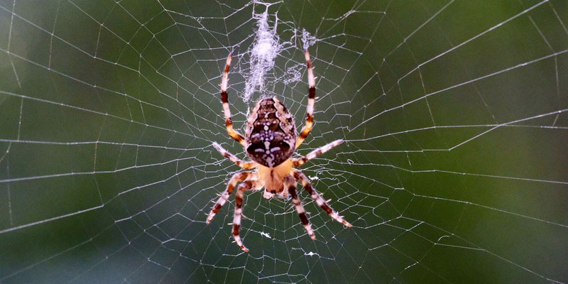 orb weaver