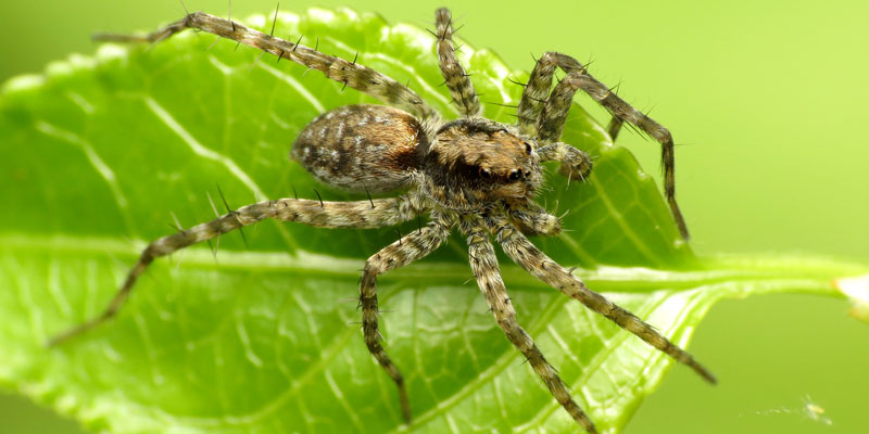 wolf spider