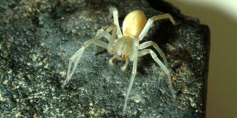 yellow sac spider