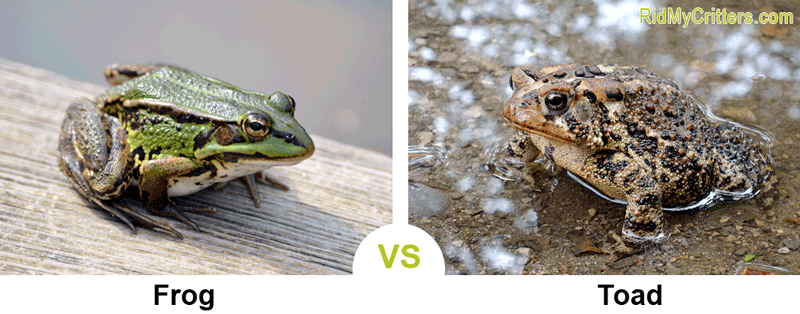Frog vs Toad comparison