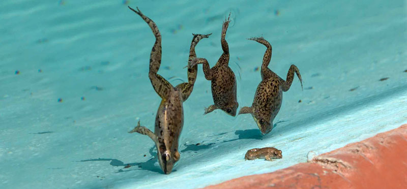 frogs in a pool