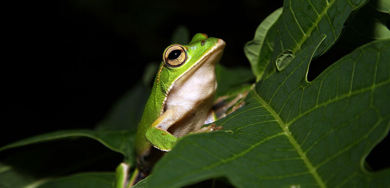 getting rid of tree frogs