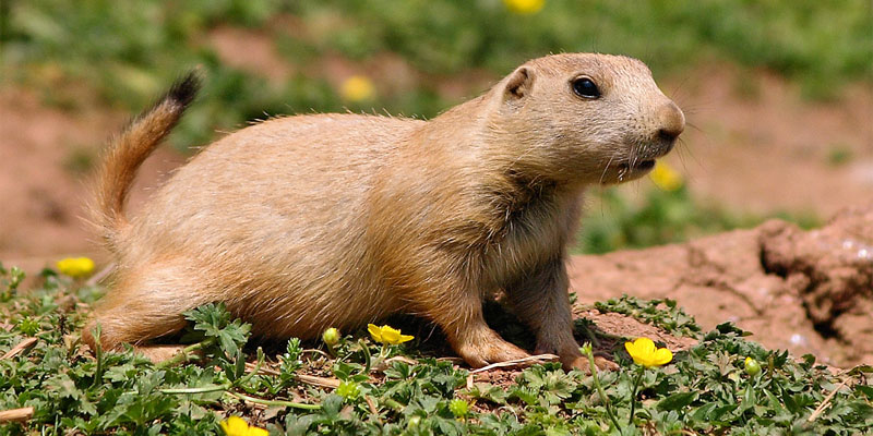 black tailed prarie dog