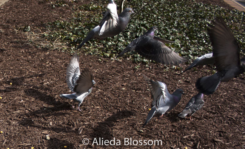 keeping pigeons away