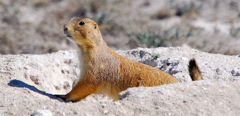 mexican prairie dog