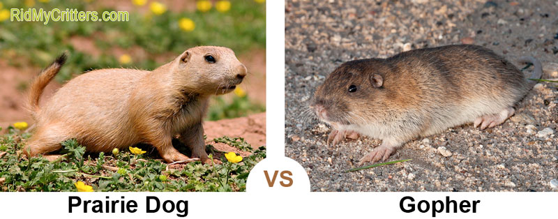 prairie dog vs gopher