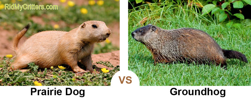 prairie dog vs groundhog