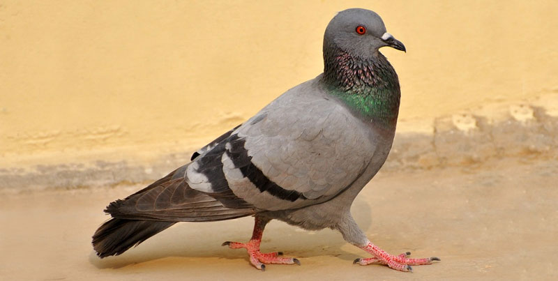 what does a pigeon look like