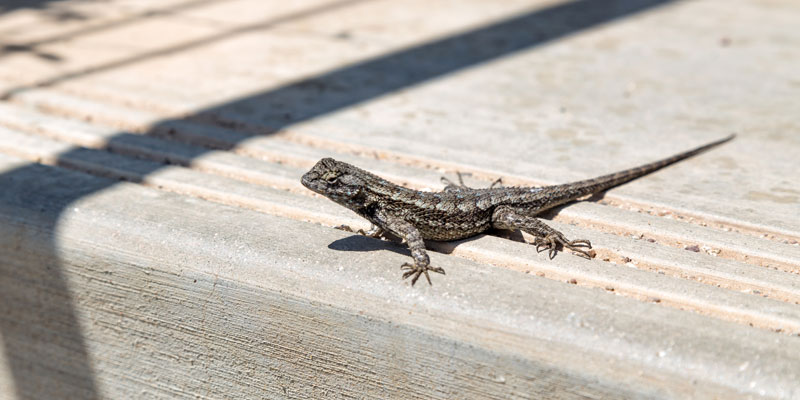 lizard on the porch