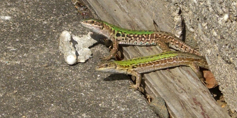 get lizards out of the yard