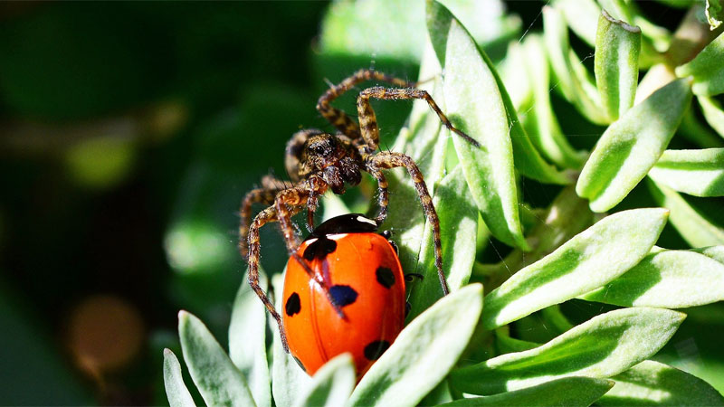 wolf spider hunting