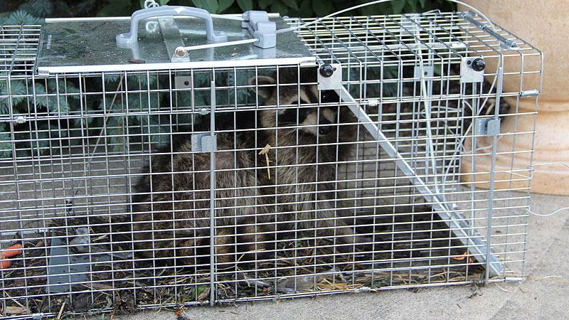 how to trap a raccoon