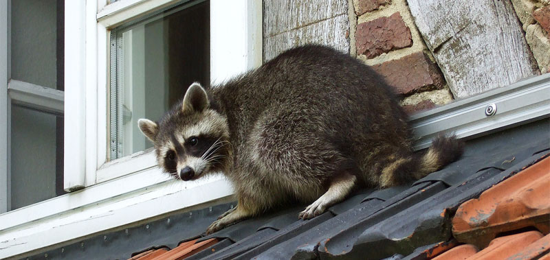 keep raccoons away