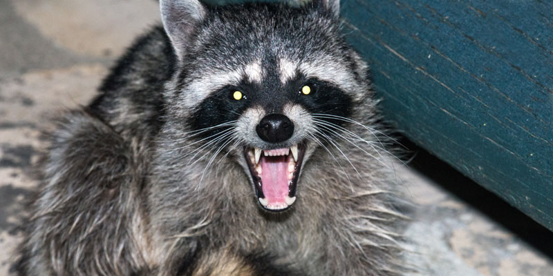 rabid raccoon