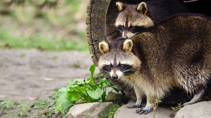 raccoon in yard