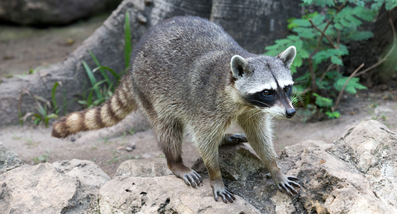 what does a raccoon look like?