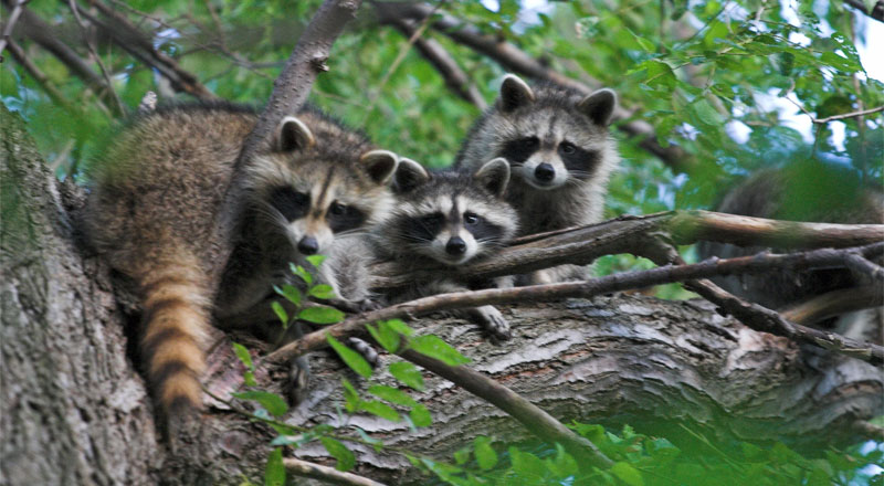 raccon nest in tree