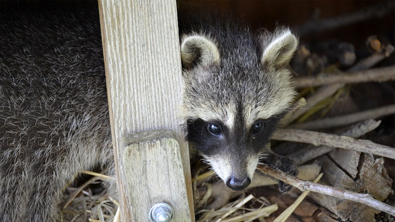 raccoon under house