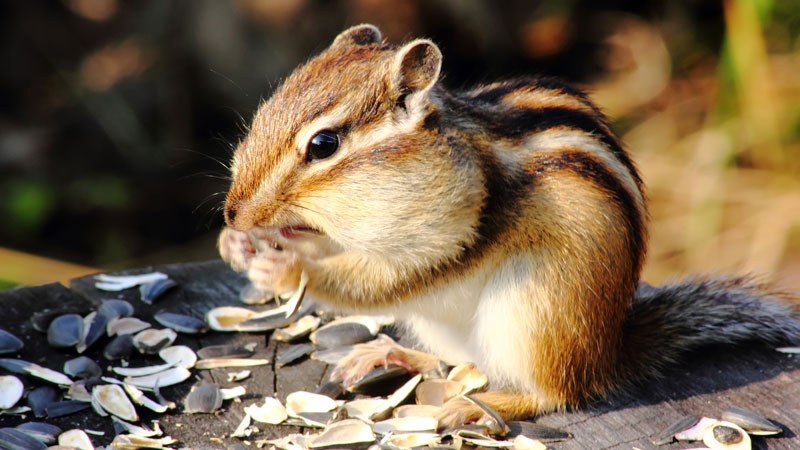 what do chipmunks eat