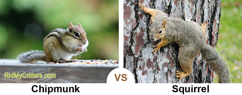 chipmunk vs squirrel