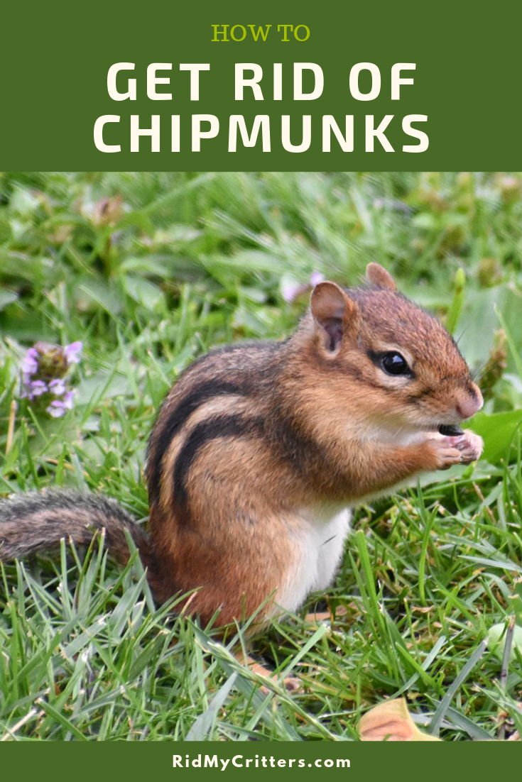 How to EASILY Get Rid of Chipmunks (From Your Yard or Garden)