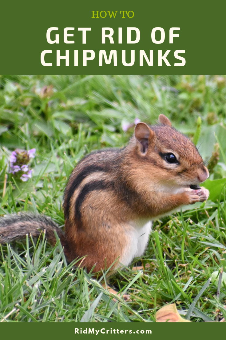 getting rid of chipmunks pin