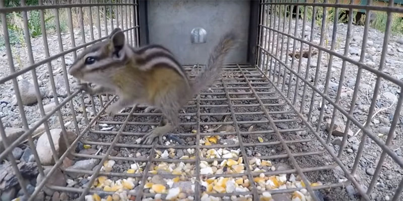 how to trap a chipmunk