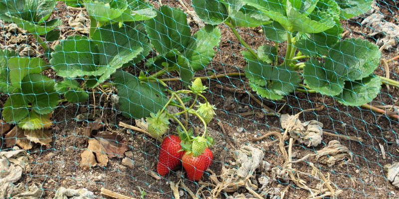 keep chipmunks out of garden