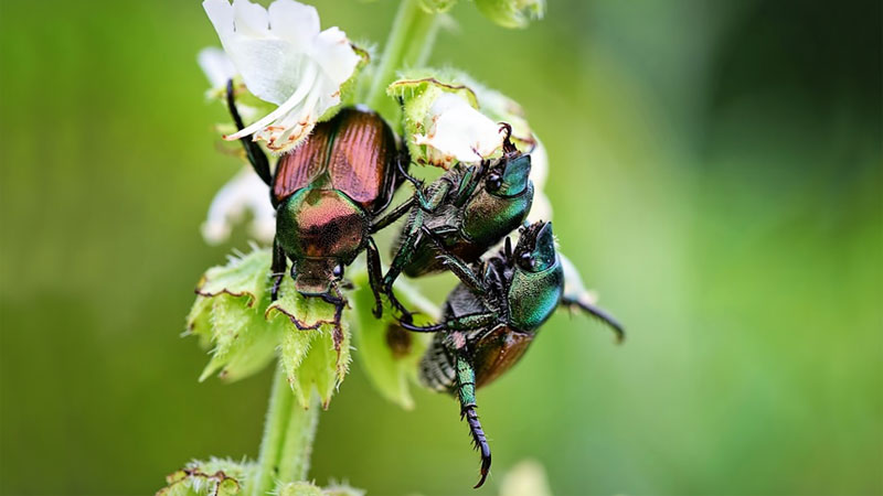 how to kill june bugs