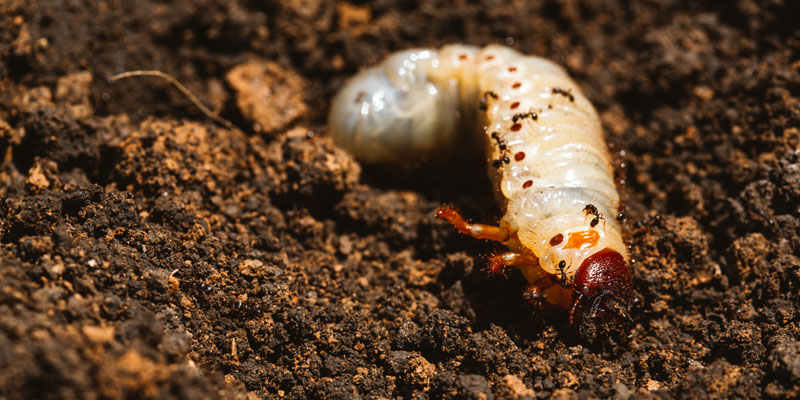 june beetle larvae