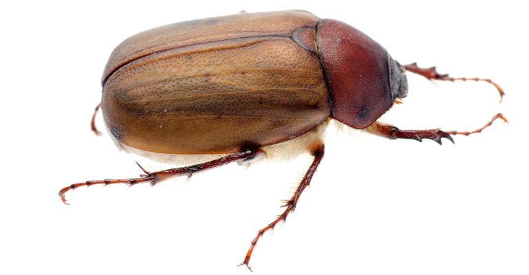 what a june bug looks like