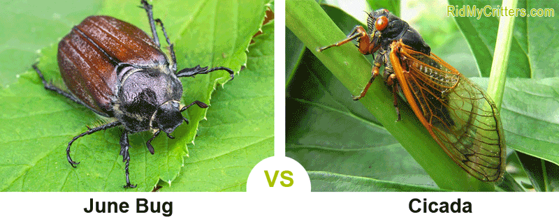 june bug vs cicada