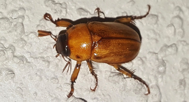 may beetle on wall